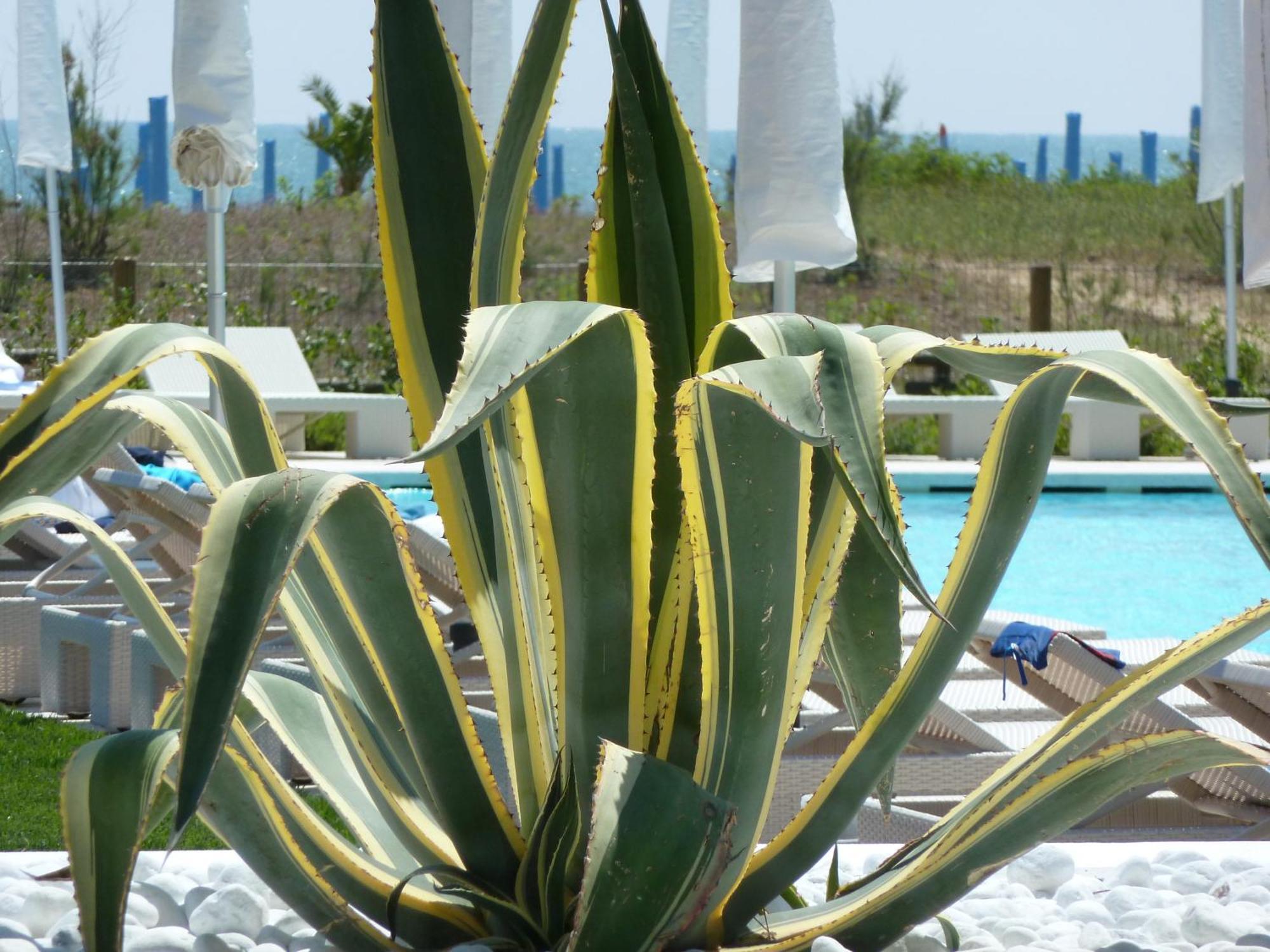 Hotel Mediterraneo Suite&Residence Lido di Jesolo Exteriér fotografie